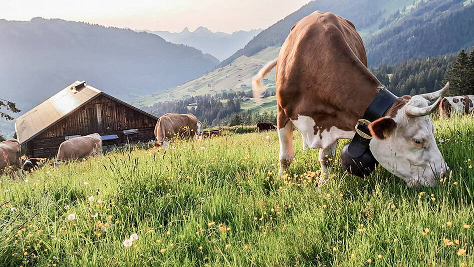 kuh_und_berge.jpg