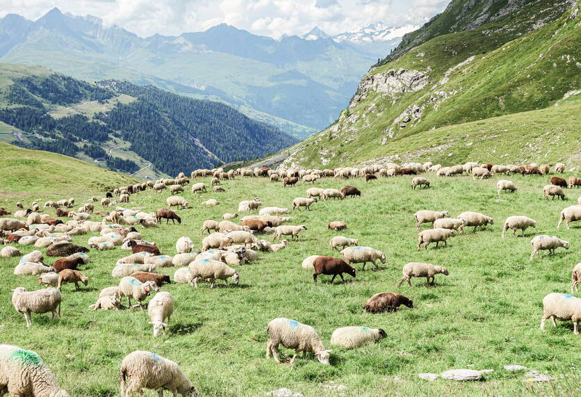 Zoom: politik_produktion_und_absatz_tierzucht_schafe_auf_weide.jpg